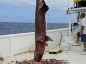 Photo This Freaky Goblin Shark Will Give Nightmares