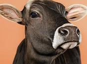 WSJ: “The Dubious Science Behind Anti-Fat Crusade”