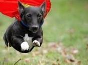 Inspiring Stories Dogs That Became Heroes