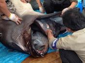 Check Size This Shark’s Mouth