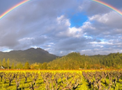 Rainbow Organic Wines!