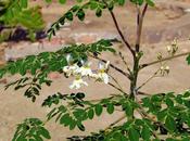 Moringa Oleifera Miracle Plant