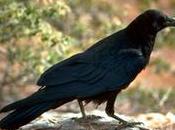 Speciesism: Aren’t Angry, Paying Attention