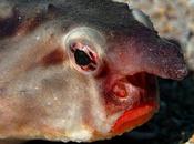 Red-lipped Batfish