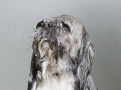 Dogs Photographer Sophie Gamand