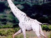 Albino Giraffe