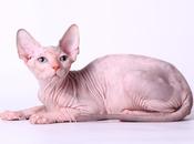 Sphynx