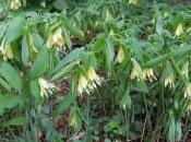 Uvularia Grandiflora ‘Pallida’