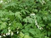 Dicentra Spectabilis ‘Alba’