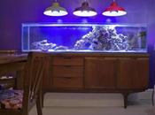 Improve Your Home with Stunning Tropical Aquarium