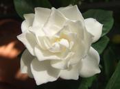 Gardenia