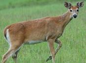 Drought Weather Make Last Year’s Oklahoma Deer Hunt Season Worst This Century