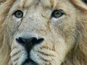 Fact Attack: Endangered Species Asiatic Lion
