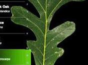 Leafsnap: Electronic Field Guide