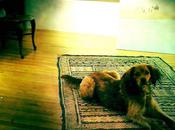 Seahorse What Happened