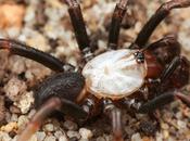 Species Albino Spiders Discovered