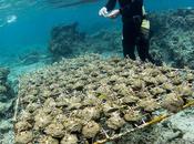 Seaweed’s “Chemical Weapons” Killing Corals