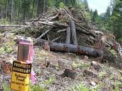 Gong Show Arrived, Wood…