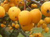 Plant Week: Malus Zumi ‘Golden Hornet’