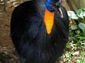 Featured Animal: Cassowary