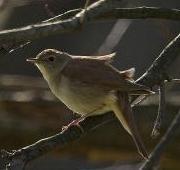 Featured Animal: Nightingale