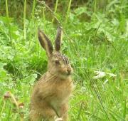 Featured Animal: Hare