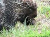 Featured Animal: Porcupine