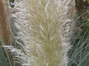 Plant Week: Cortaderia Selloana ‘Pumila’