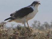 Featured Animal: Common Buzzard