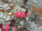 Plant Week: Cotoneaster Integrifolius