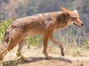 Featured Animal: Coyote