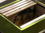 Quick Guide Starting Beehive