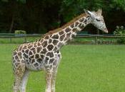 Featured Animal: Giraffe