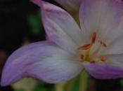 Plant Week: Colchicum Speciosum