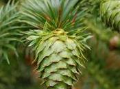 Plant Week: Cunninghamia Lanceolata