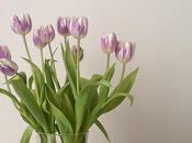 Tulips, Favorite Flowers