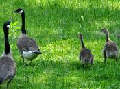 Goose, Goslings