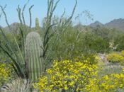 Mutation Mahem: Human Failure