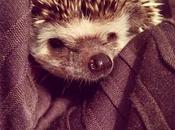 Loki Hedgehog