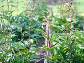 Flowers Sunday Cutting Garden Peonies