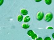 Scientists Study Real-Time Structural Changes Green Algae