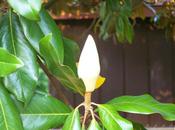 Short, Beautiful Life Magnolia Blossom