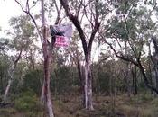 Clearing Begins Leard State Forest