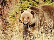 U.S. Bear Hunter Shot Dead Near Houston, B.C.