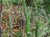 Polygonatum Verticillatum