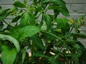 Dear Friend Gardener: May, 2014