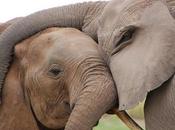 ‘More Than Just Numbers Game’: Killing Elephants Affects Their