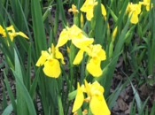 Milady's Tinctures, Tonics Teas Claire's Herbs- Yellow Iris Liniment