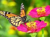 Study Warns World Facing Sixth Great Extinction