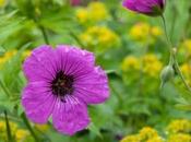 Geranium Psilostemon